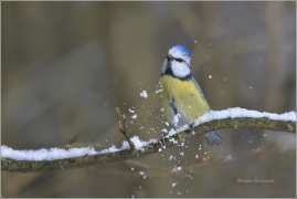 <p>SÝKORA MODŘINKA (Cyanistes caeruleus)</p>